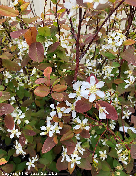 Amelanchier bartramiana, pohjantuomipihlaja